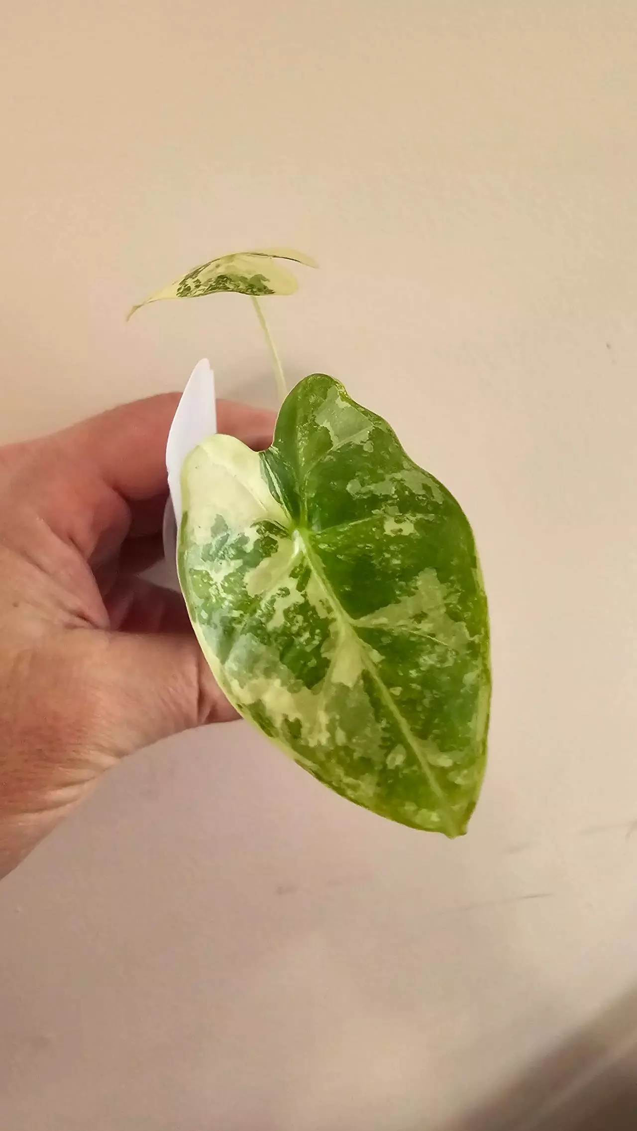 plant/Alocasia Variegated Frydek (#5)-0
