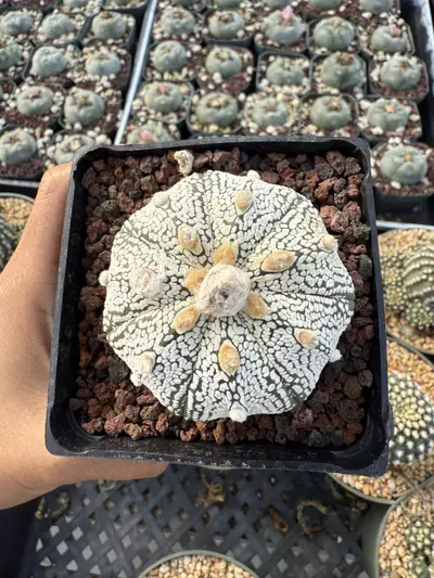 plant/Astrophytum 3.75" pot-0-thumbnail