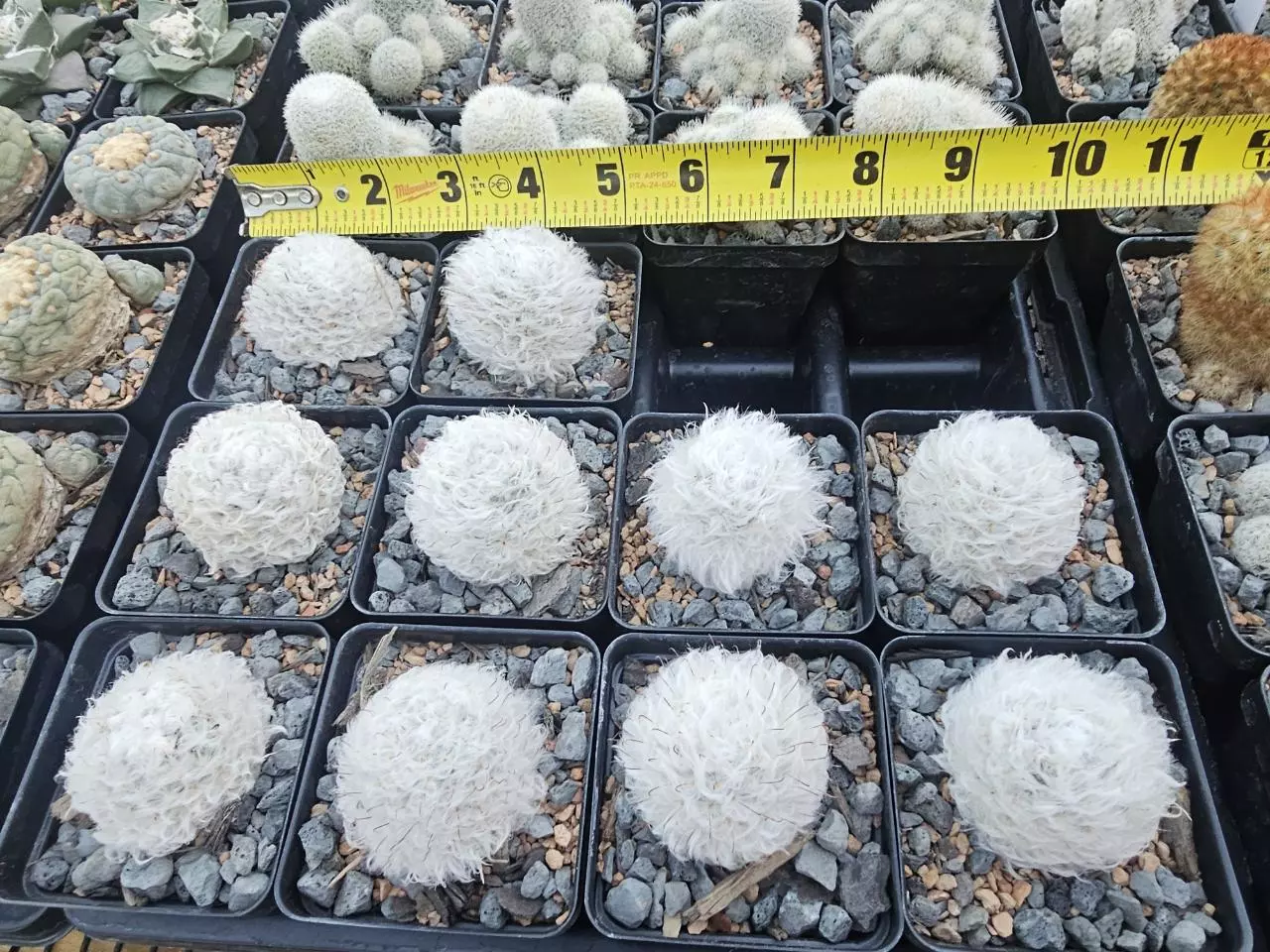 plant/Mammillaria bocasana multilanata Growers Choice-0
