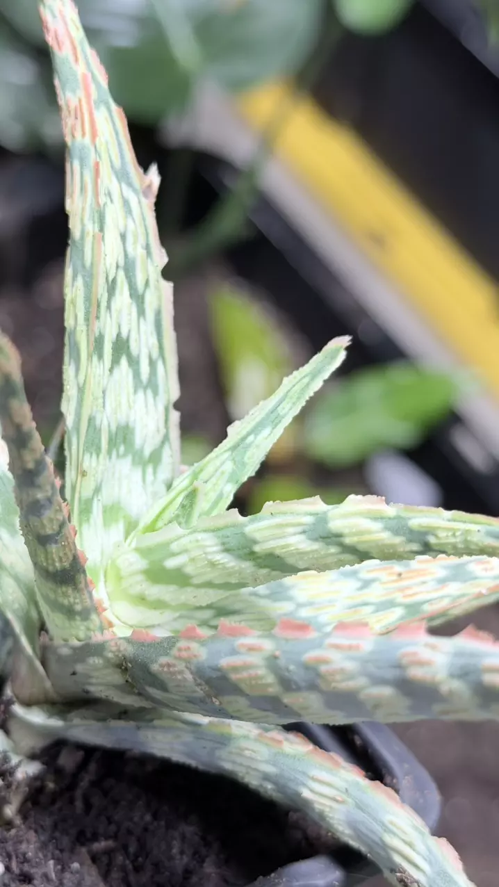 plant/Aloe ‘Pink Thing’ Succulent-2