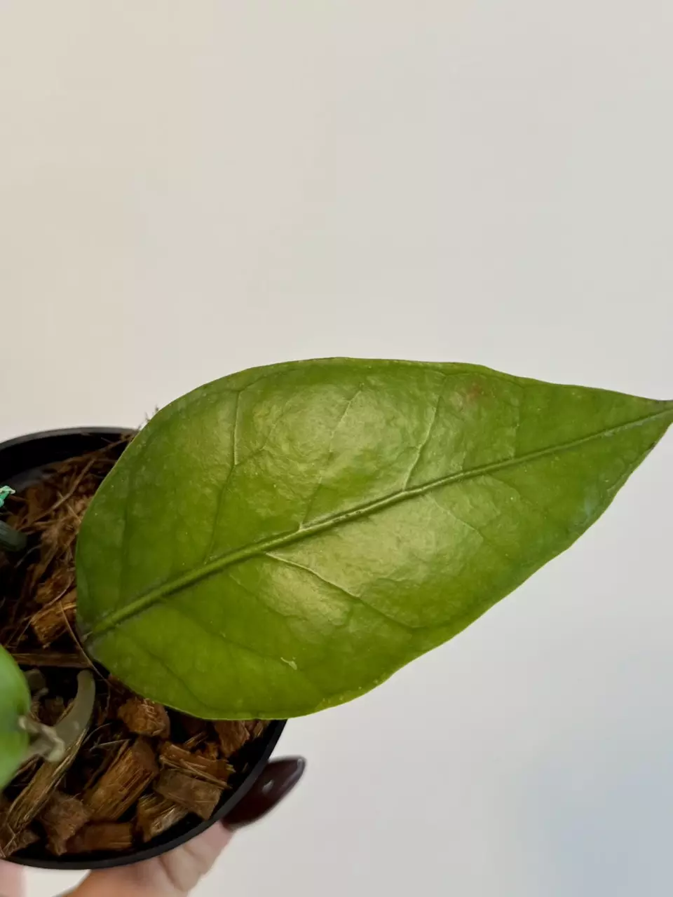 plant/3” Hoya Aceh Gomas-1