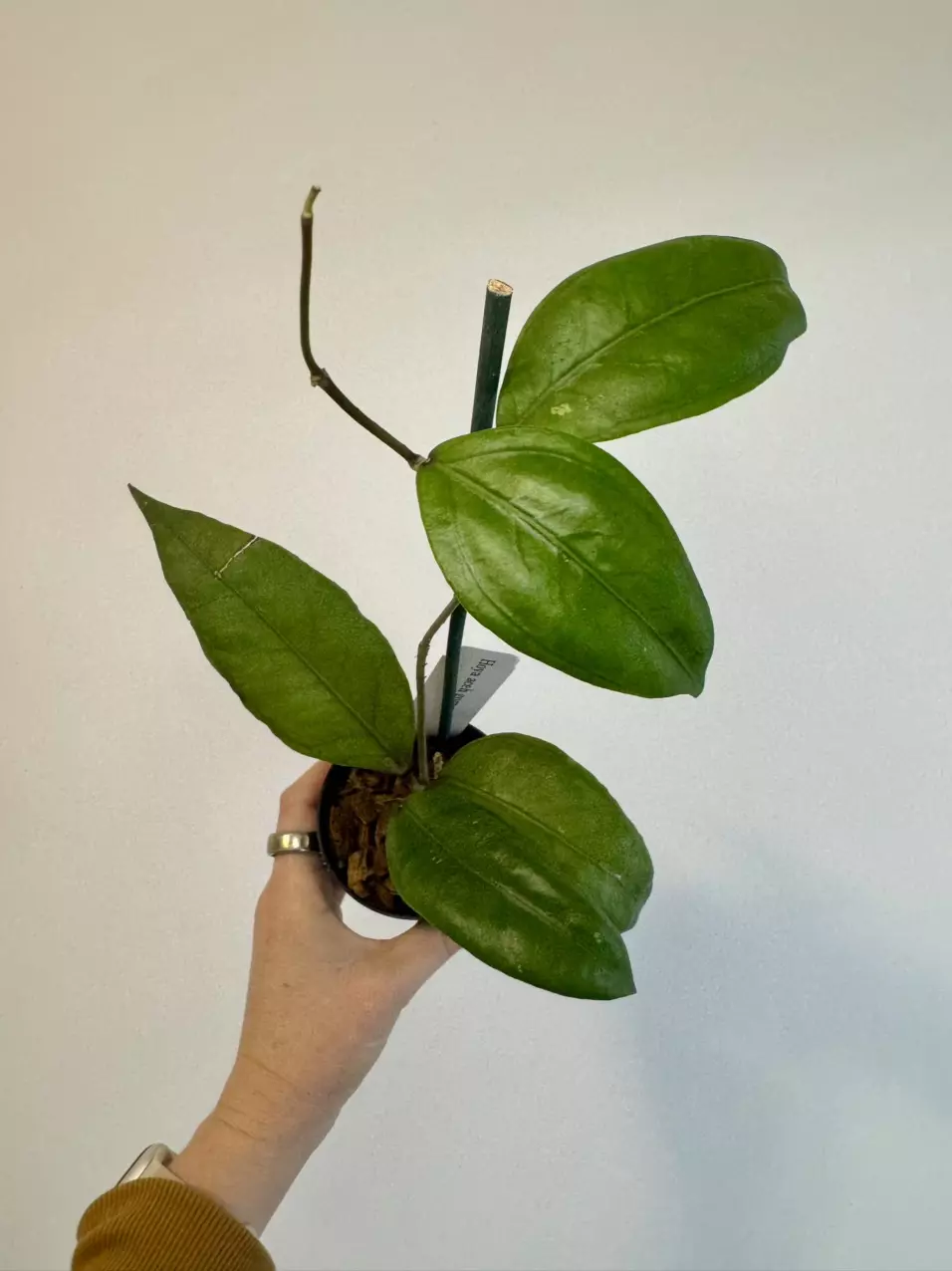 plant/3” Hoya Aceh Gomas-0