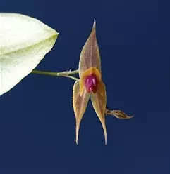 plant/#12 Lepanthes Clareae-0