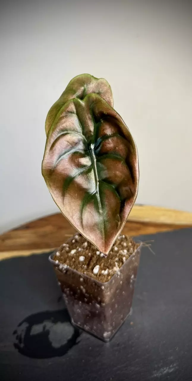 plant/Alocasia Cuprea Red Secret (181)-1