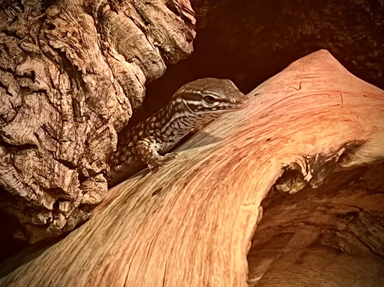 plant/Red Ackie Monitor baby-1