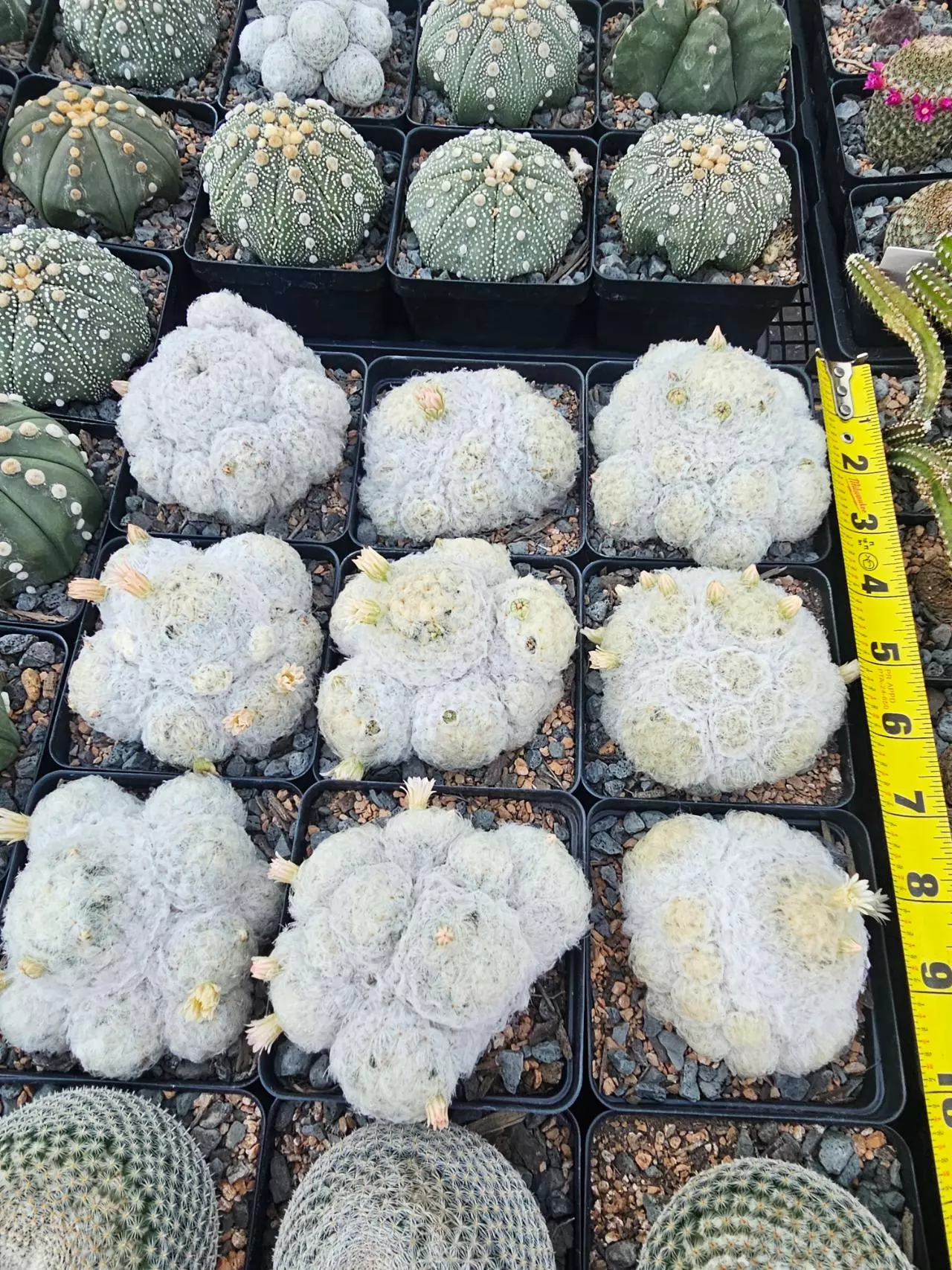 plant/Mammillaria plumosa Growers Choice-0
