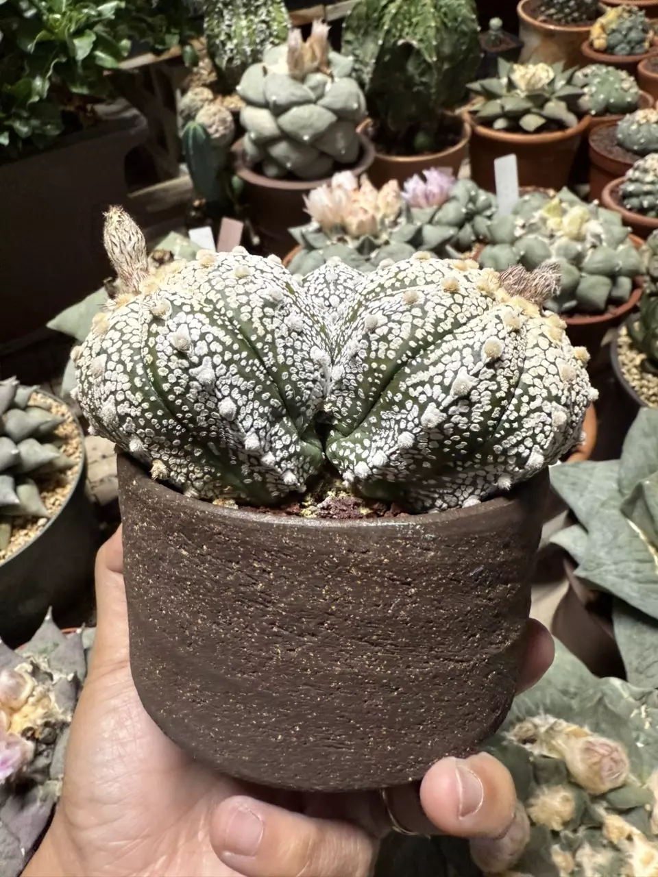 plant/Astrophytum Super Kabuto 3 heads 4" pot-1