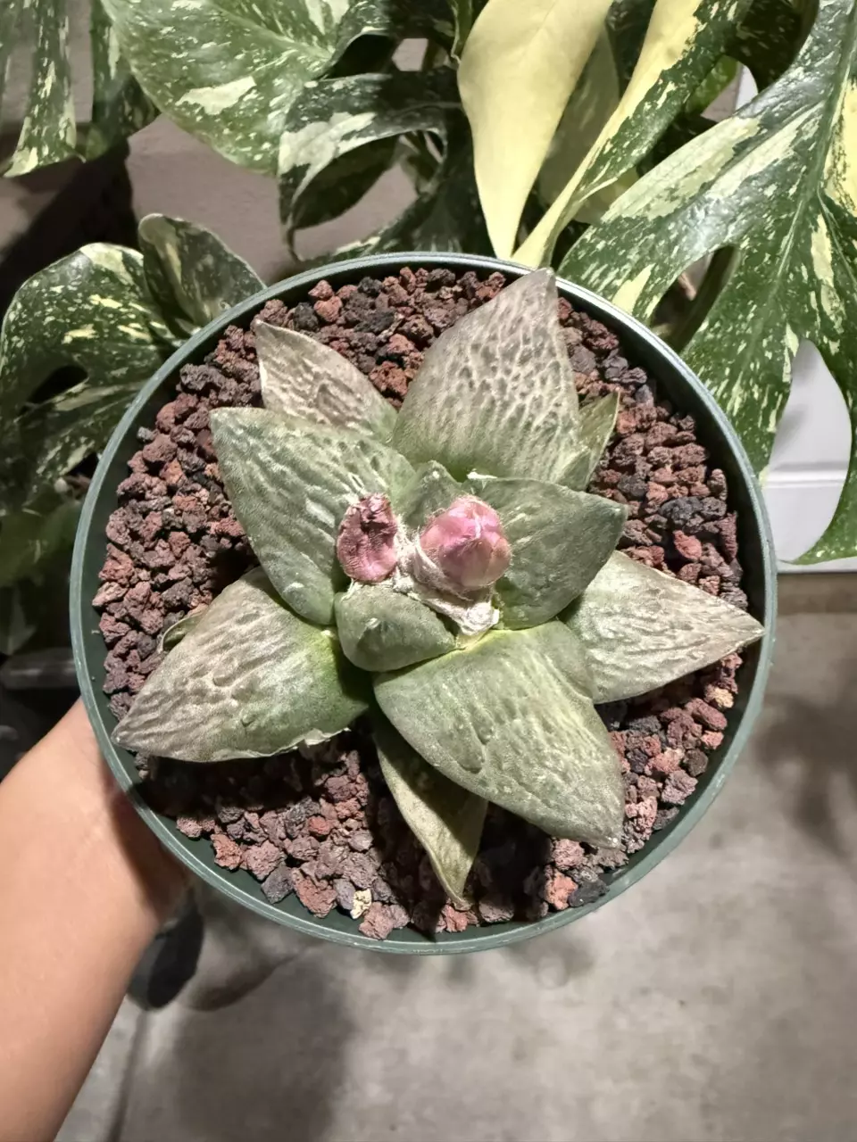 plant/Ariocarpus Retusus seed grown 5" pot-0