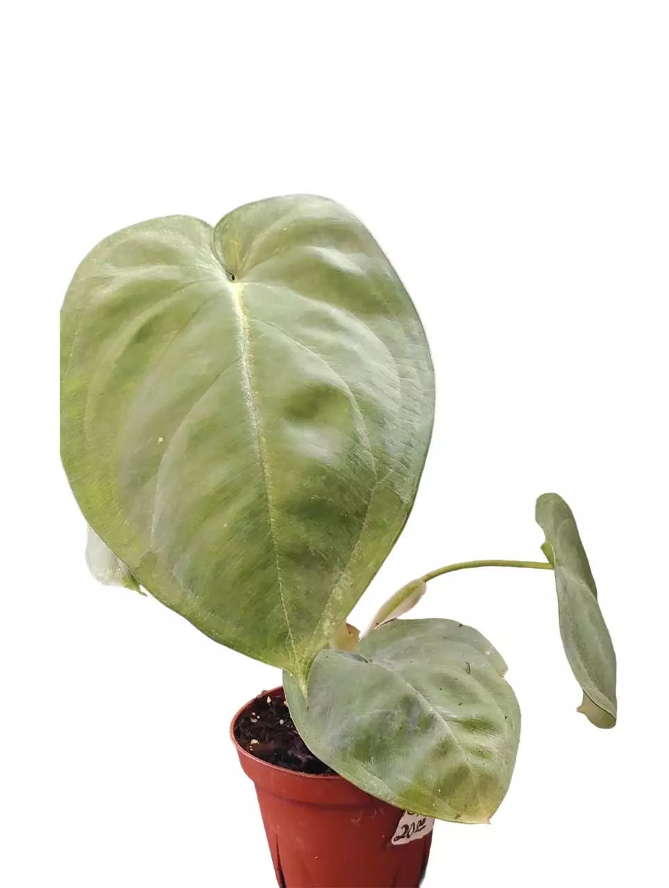 plant/Syngonium chiapense frosted heart-3