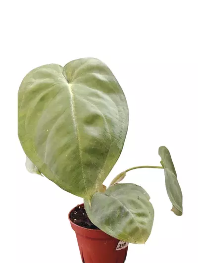 plant/Syngonium chiapense frosted heart-3-thumbnail