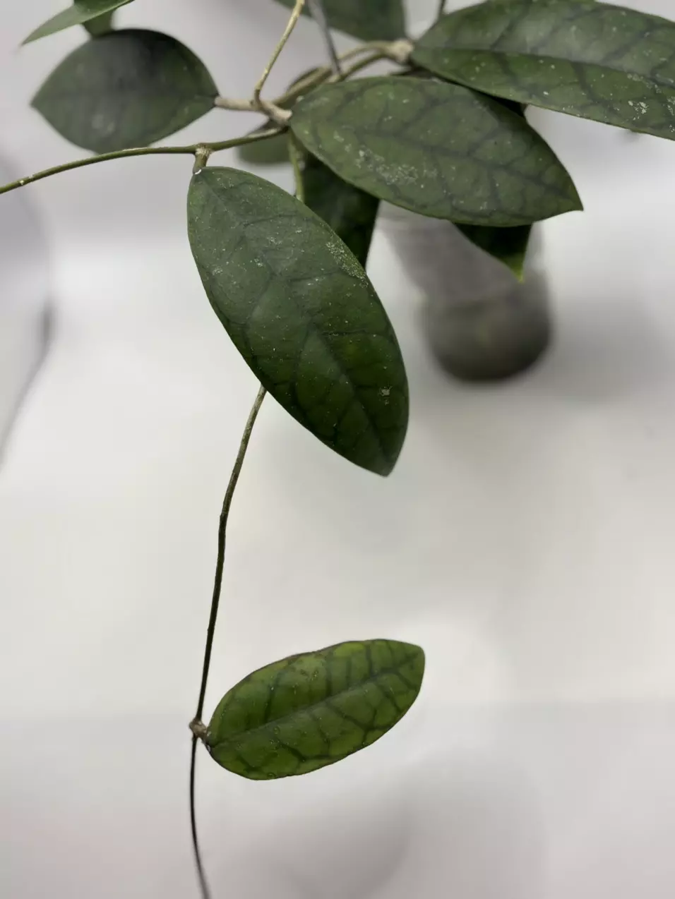 plant/Hoya WRX-02 (Hoya verticillata Lite Pink x Hoya callistophylla) in self-watering-5