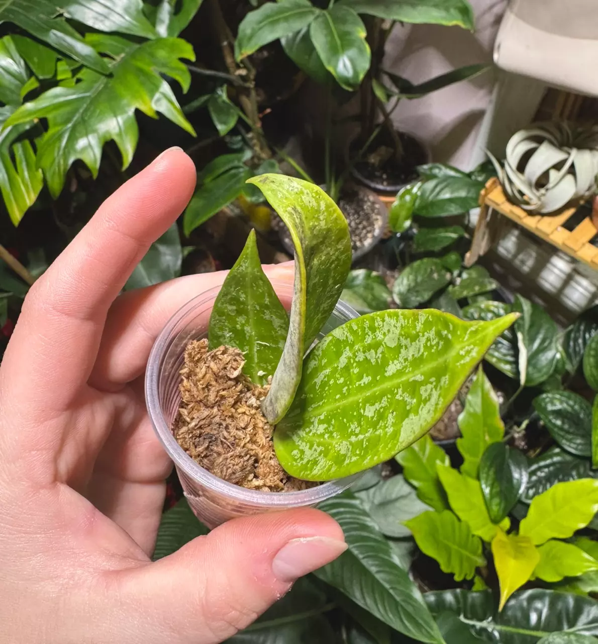 plant/Hoya Rangsan Splash-0