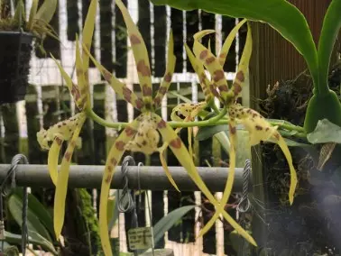 plant/#47 Brassia Maculata-0