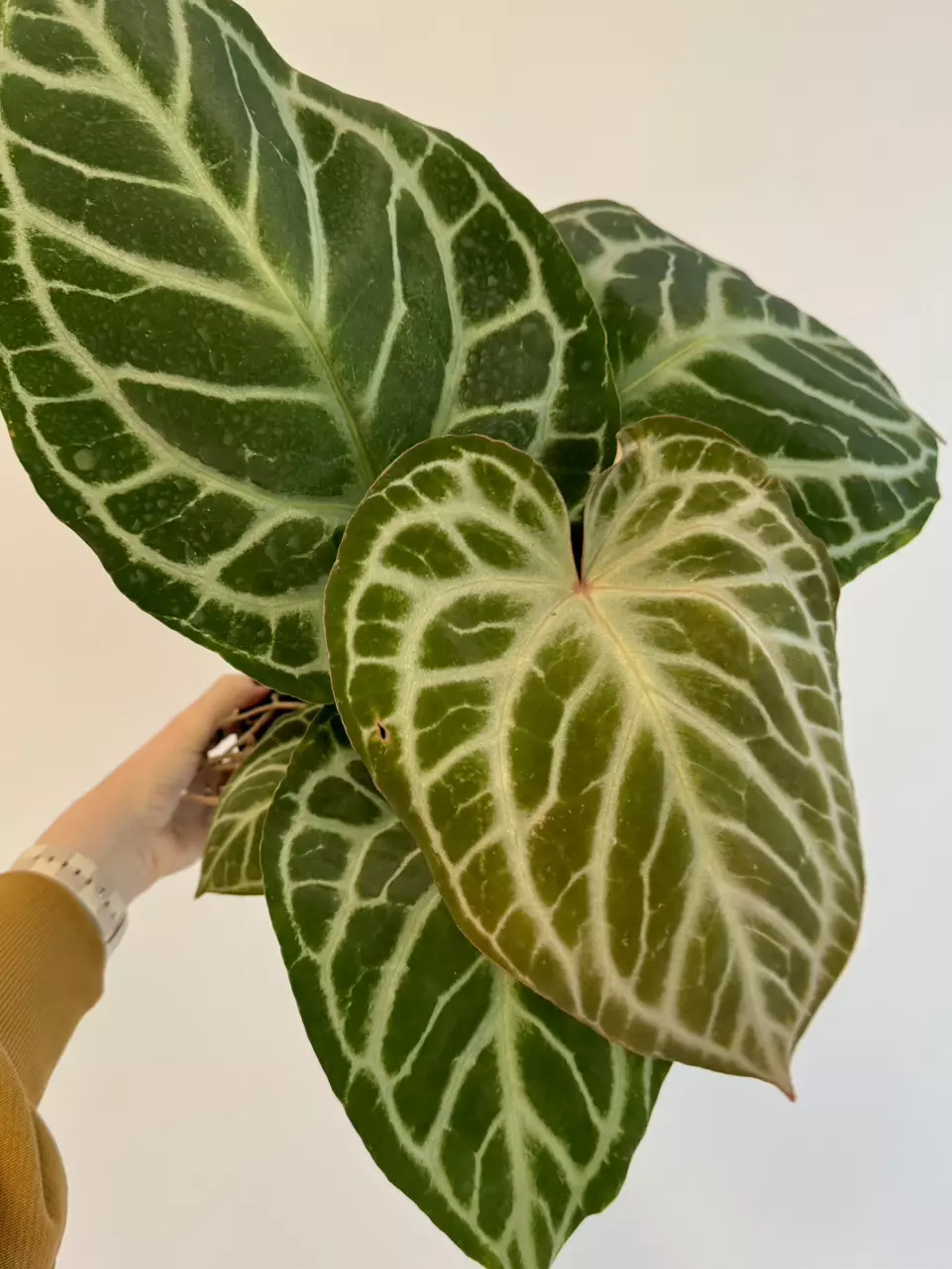 plant/5” Anthurium ‘Silver Tiger’ x (RC x Dorayaki)-1