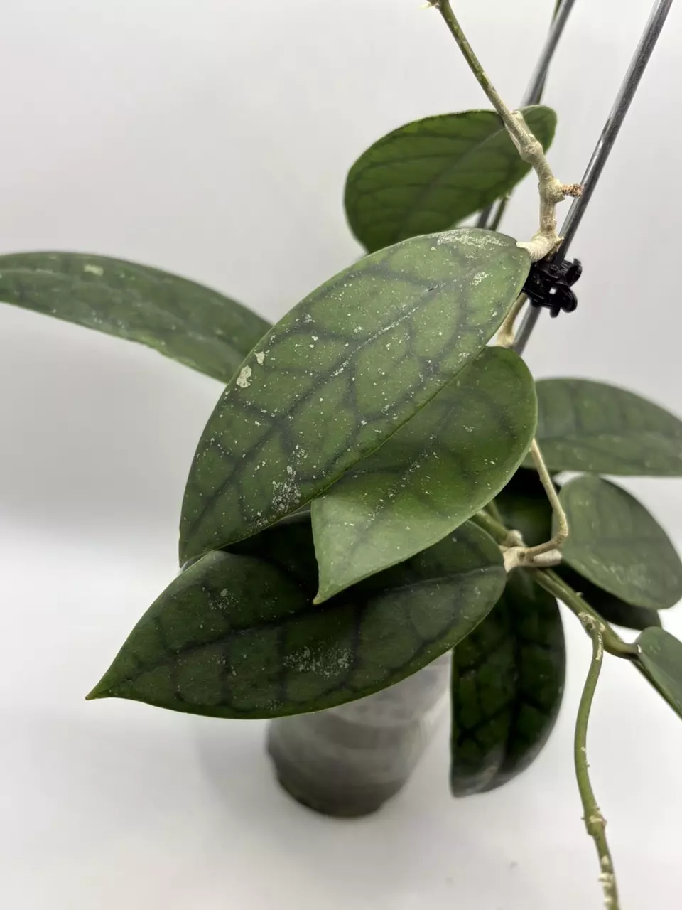 plant/Hoya WRX-02 (Hoya verticillata Lite Pink x Hoya callistophylla) in self-watering-0