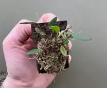 plant/#11 Lepanthopsis Ubangii-0