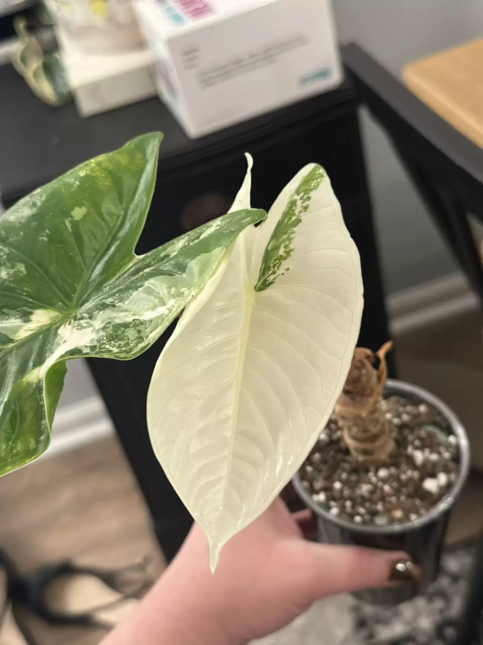 plant/Alocasia Albo Fornicata CORM #2-1