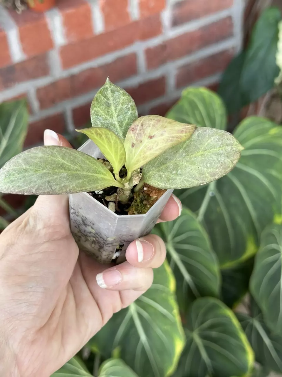 plant/Hoya Cryptic Chrome-3