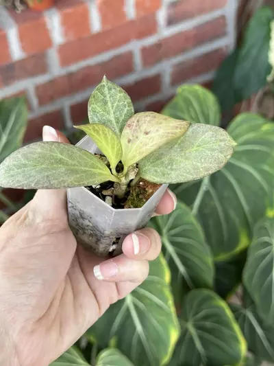 plant/Hoya Cryptic Chrome-3-thumbnail