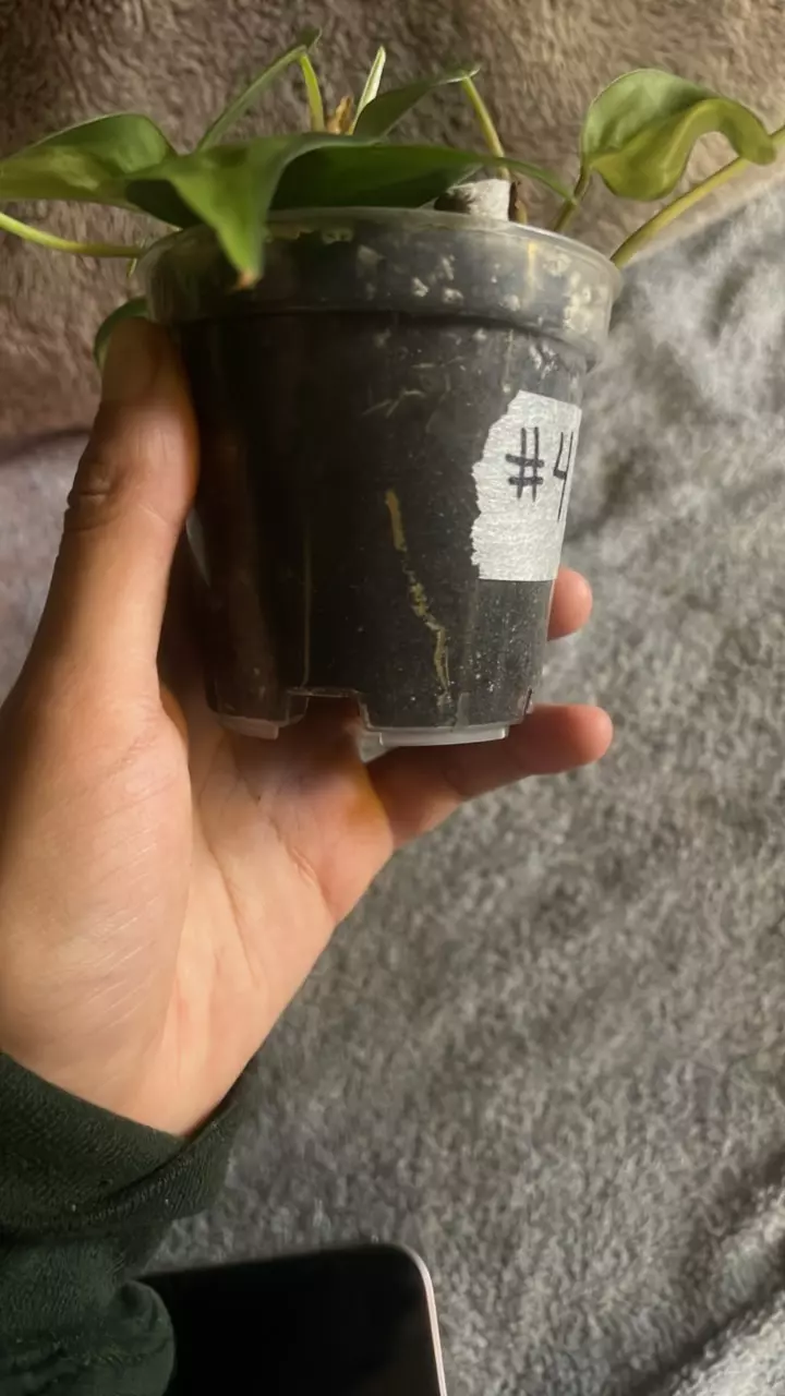 plant/Brazil Philodendron-1