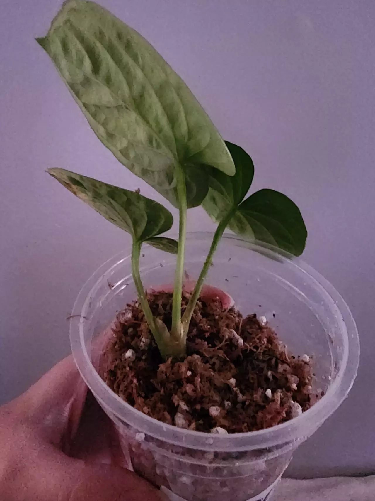 plant/☆Rare☆ An. Debile offset 0206 ☆2 Day Upgrade mandatory-2