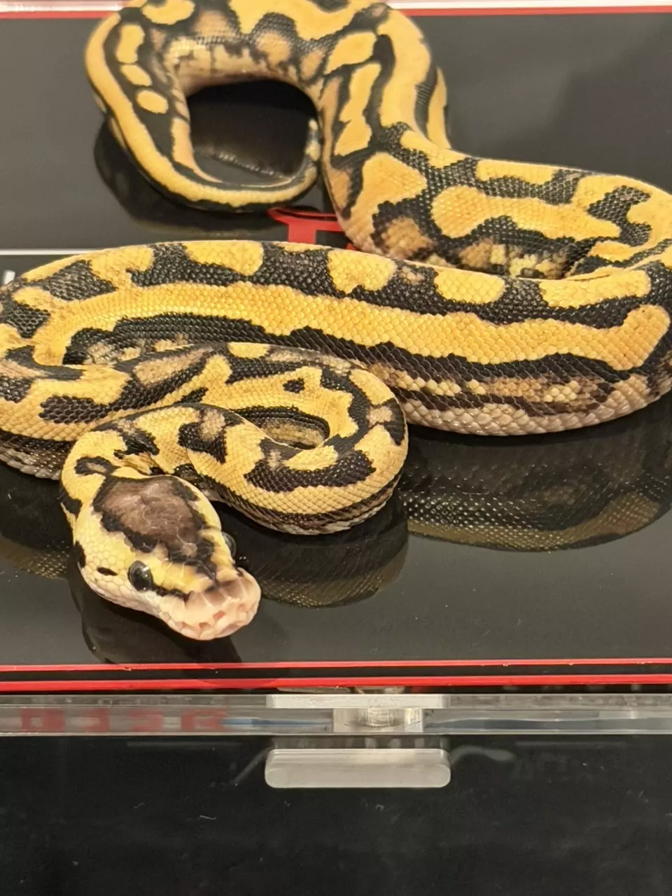 plant/Puzzle Pastel YB Het Candy - shed test confirmed.-1