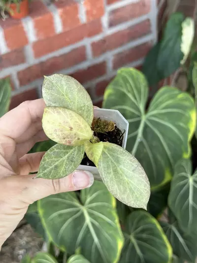 plant/Hoya Cryptic Chrome-2-thumbnail