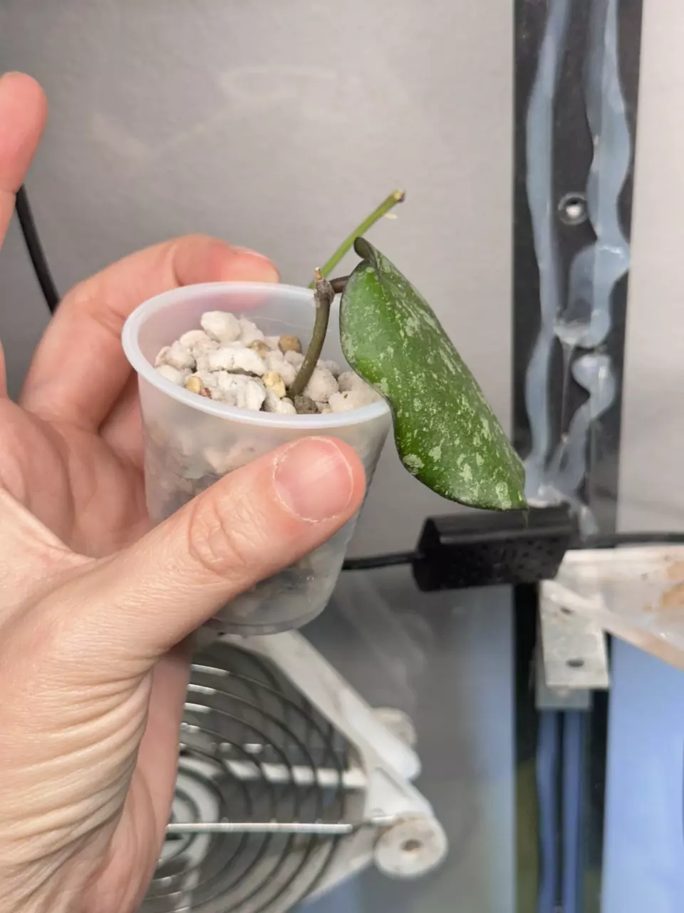 plant/Hoya imbricata x cinnamomifolia-1