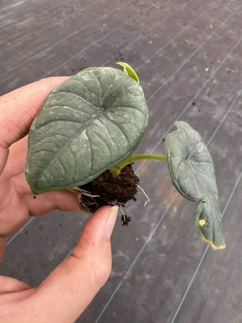 plant/Alocasia chaii starter plant growers choice-1