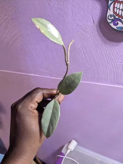 plant/Wilbur Graves silver cutting-0-thumbnail