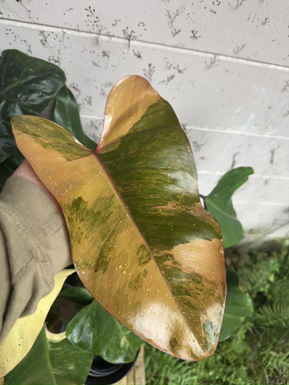 plant/Strawberry Shake Fresh Cuts-0