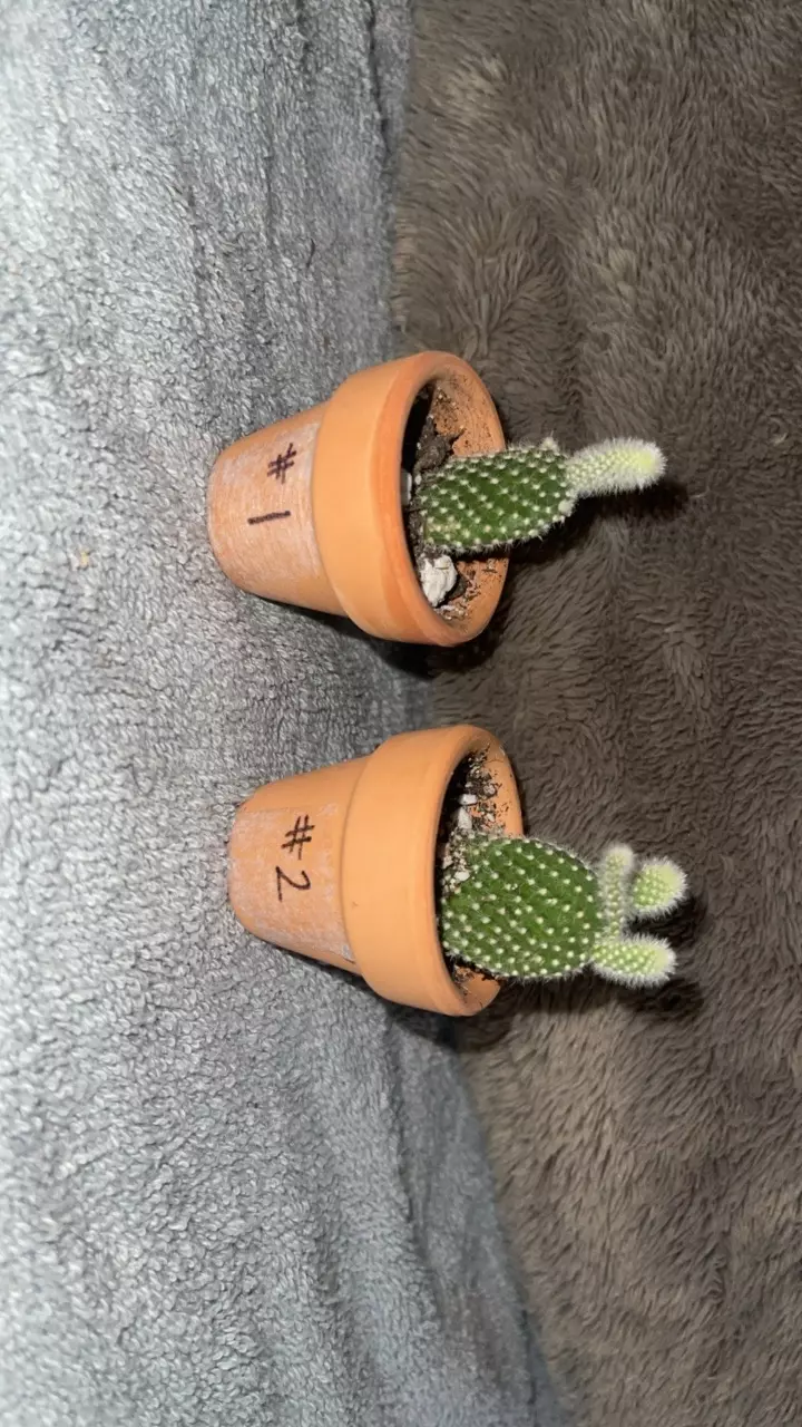 plant/Bunny ear cactus-0