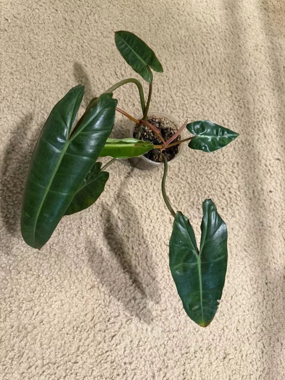 plant/Philodendron billietiae-0