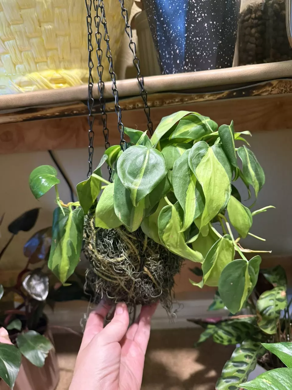 plant/Brazilian philodendron in a kokedama-0