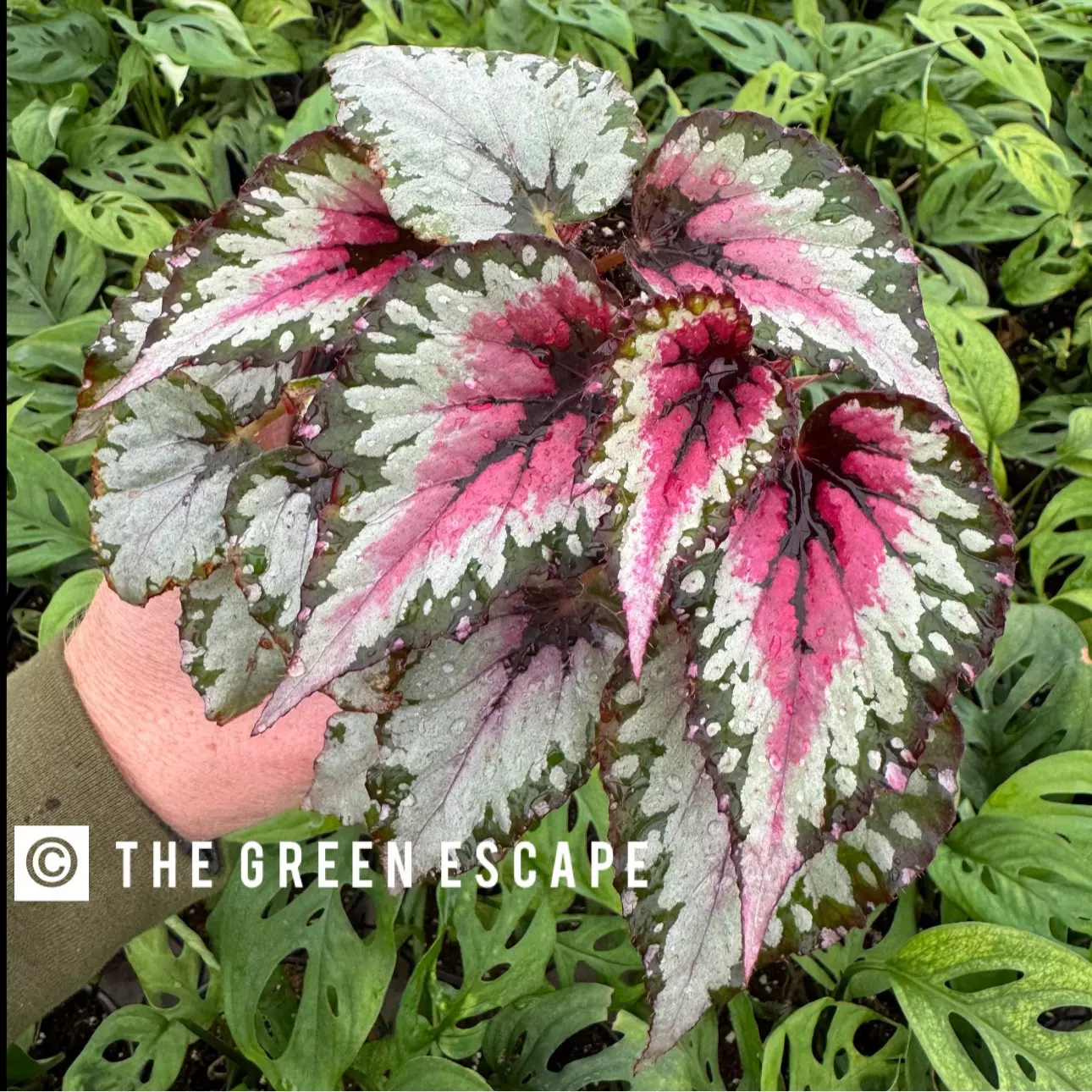 plant/Chagos begonia starter plant growers choice-0