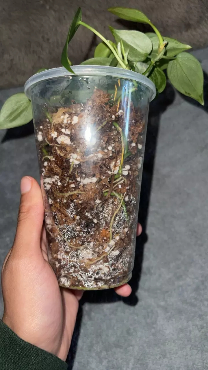 plant/Jade Heartleaf Philo-3