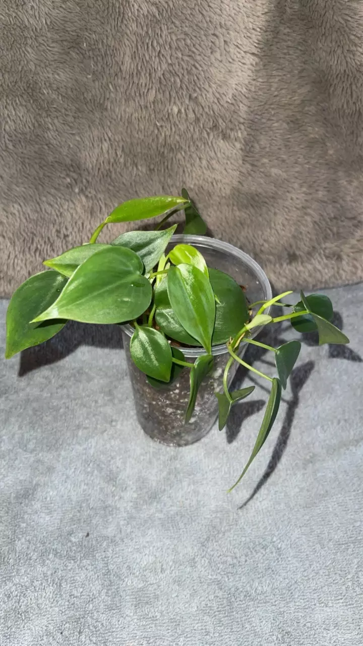 plant/Jade Heartleaf Philo-0