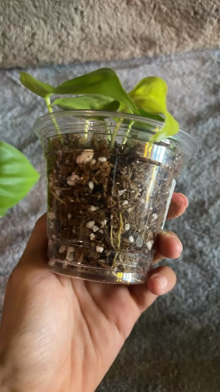 plant/Lemon lime Philo-3