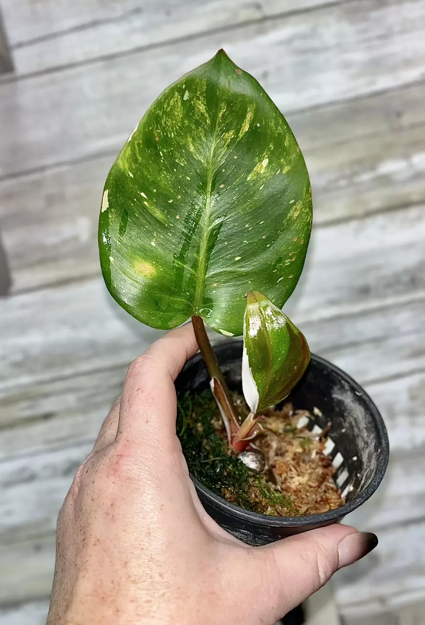 plant/Aurea variegated Philodendron White Knight Philodendron (quadricolor)-0
