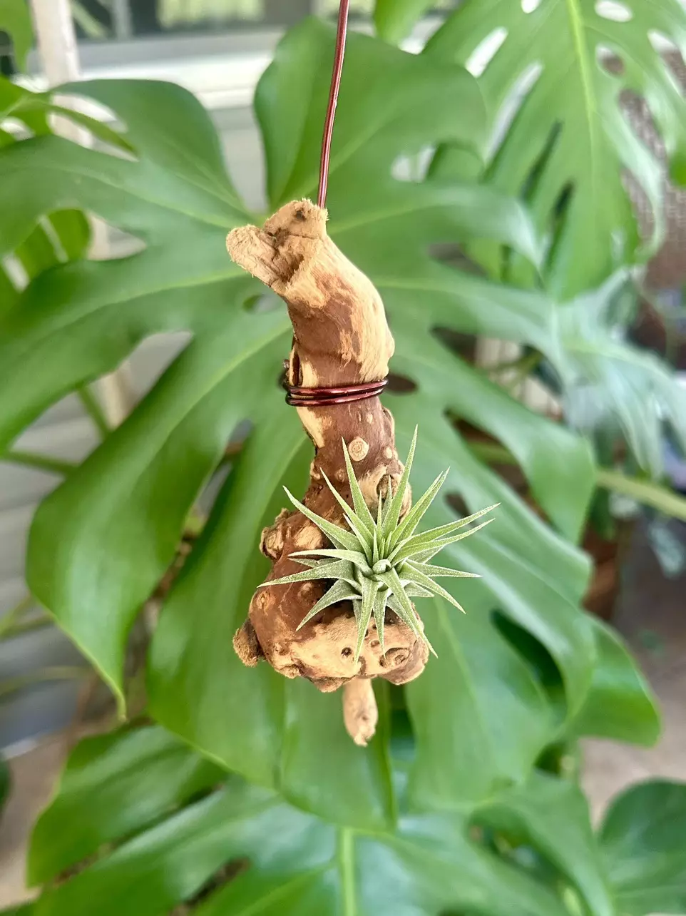 plant/Hanging Grapewood with mounted Air Plant-1