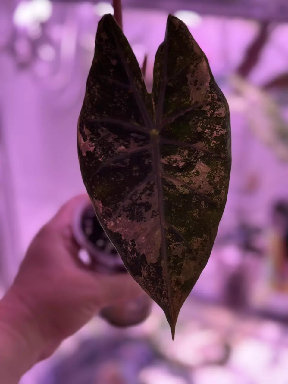 plant/Alocasia Pink Naroibi / CORM (has produced stunning babies!) Mama NFS-1