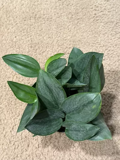 plant/Scindapsus Treubii Moonlight-1-thumbnail