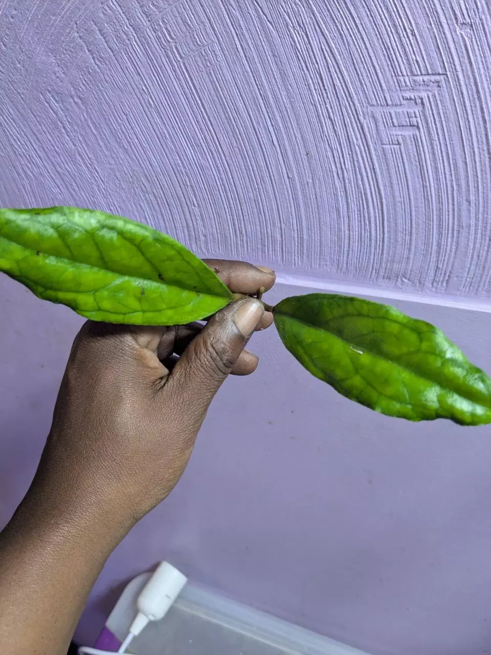 plant/Hoya breelyn cuttings-1