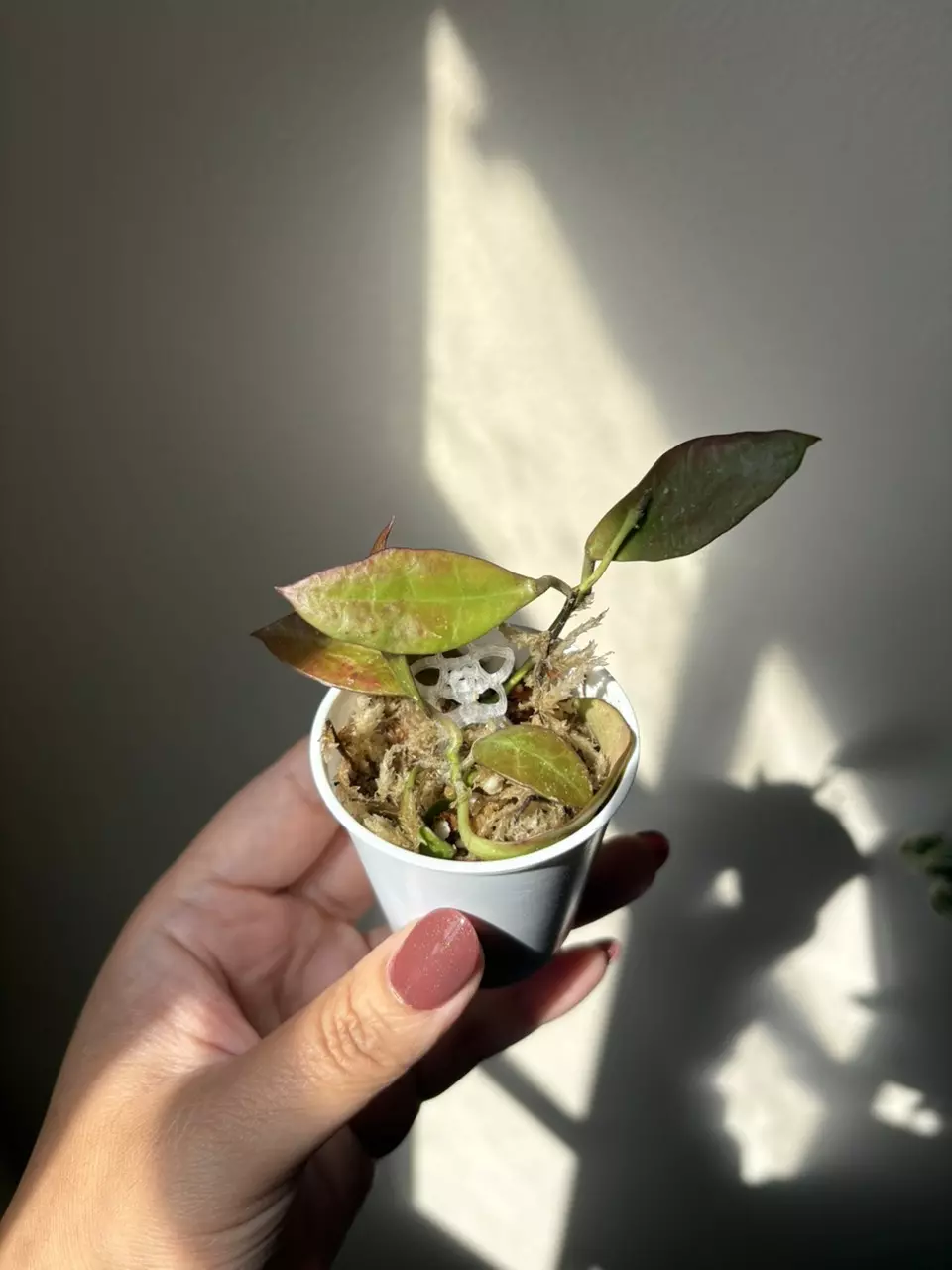 plant/Hoya Walliniana Sunstressed (Fresh Cut)-1