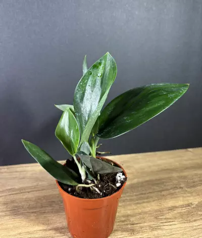 plant/Scindapsus Treubii Dark Form 3” - grower’s choice-0-thumbnail