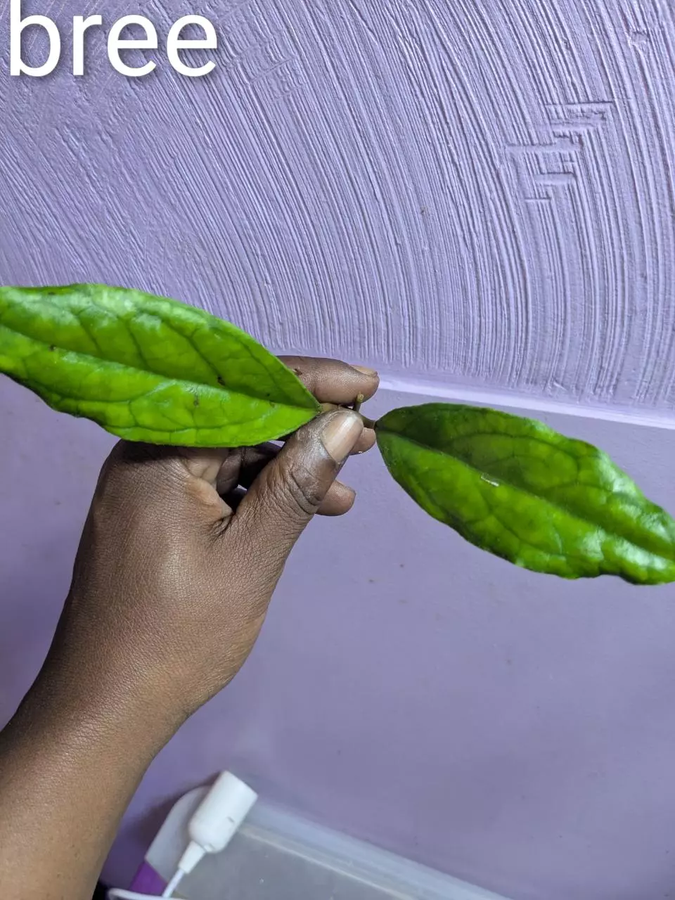 plant/Hoya breelyn cuttings-0