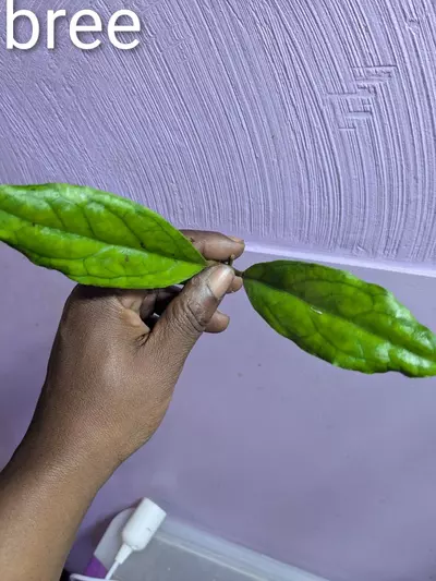 plant/Hoya breelyn cuttings-0-thumbnail