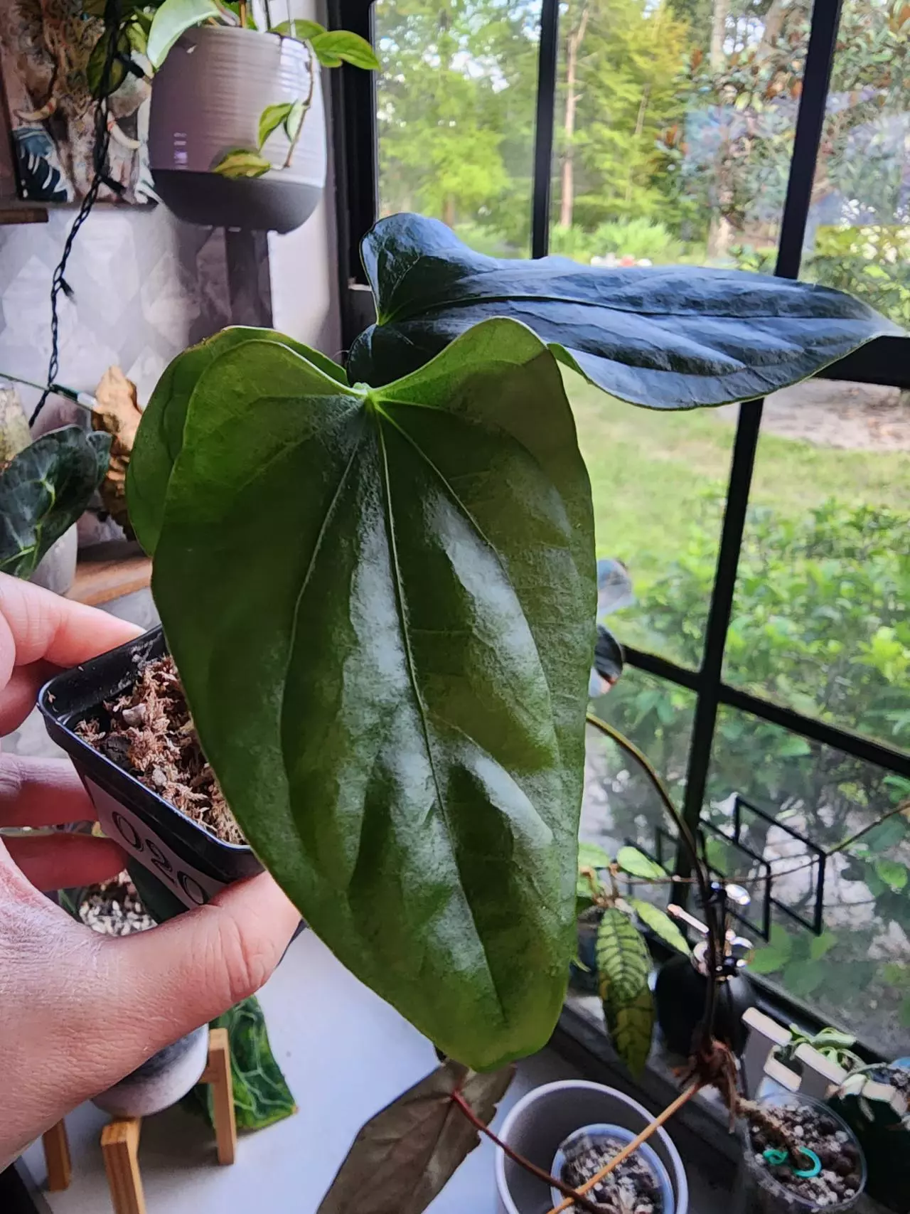 plant/☆RARE☆ An. Debile Wide sinus! ☆2-Day Shipping upgrade Mandatory-3