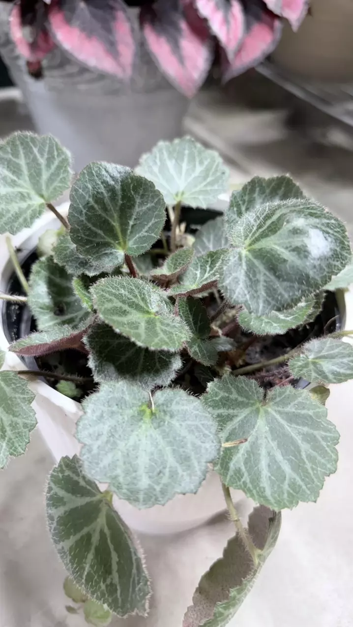 plant/Begonia strawberry.-2