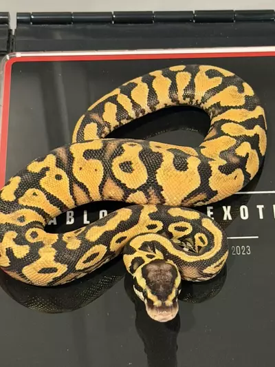 plant/Puzzle Orange Dream YB Pastel Het Candy Het Pied-0-thumbnail